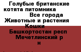 Голубые британские котята питомника Silvery Snow. - Все города Животные и растения » Кошки   . Башкортостан респ.,Мечетлинский р-н